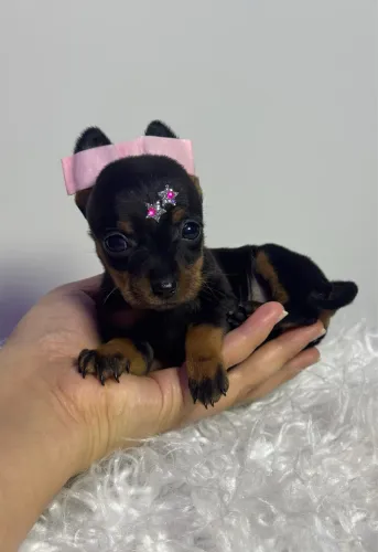 Pinscher fêmea preta com canela miudinha top