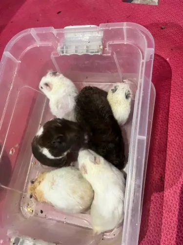 Hamster Sírio Disponível