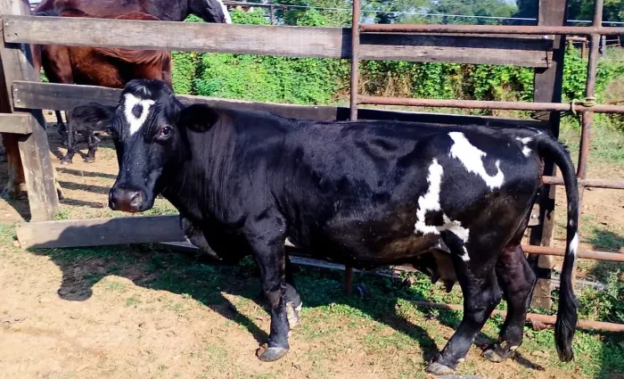 Mini vacas leiteiras 