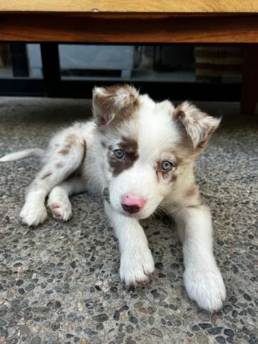 Border collie inteligente e encantador