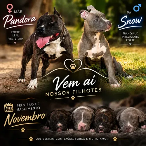 Filhotes American Bully