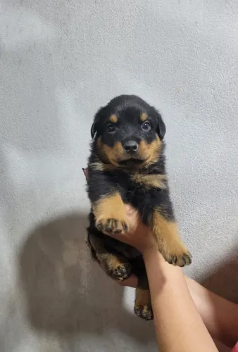 Vendo lindo filhote de rotwailler