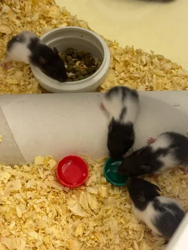 Hamster sírio filhote 