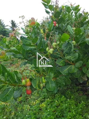 Oportunidade única de negócio: fazenda entre Jandaíra e Guamaré