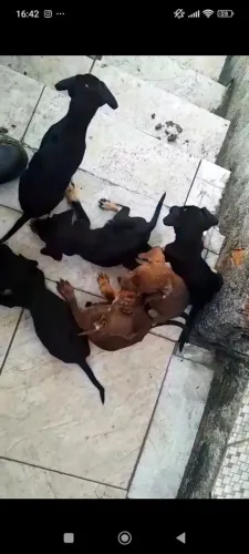 Doação de cachorrinhos 