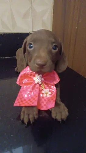 Basset salsichinha fêmea chocolate