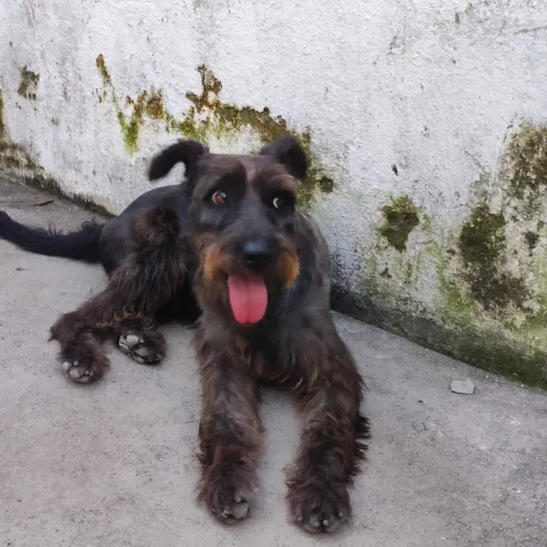 Cachorro para doação 