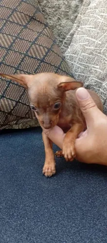Filhotes de Pinscher e Yorkshire disponíveis