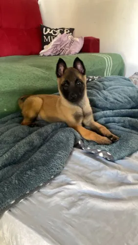 Pastor belga malinois machos