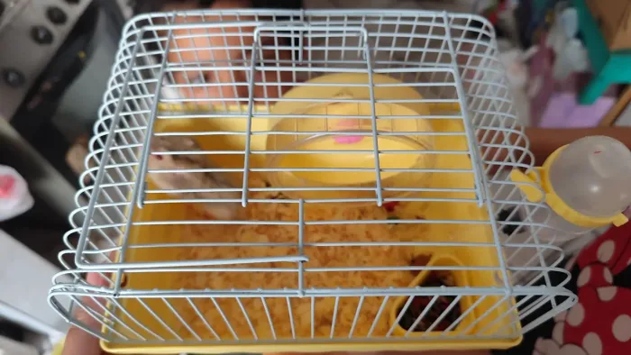 Hamster anão russo com gaiola