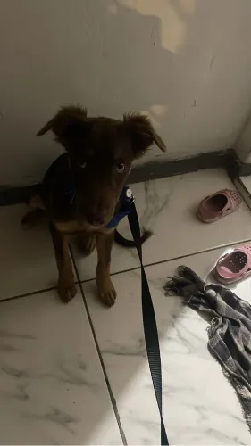 Para adoção 