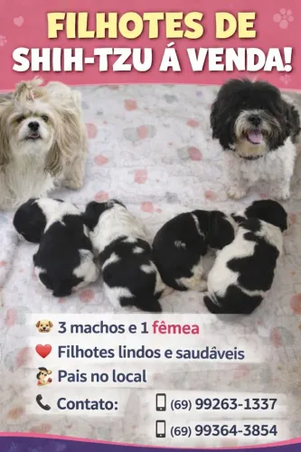 Venda shih tzu 