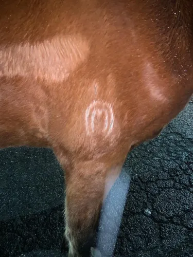 Cavalo manga larga 