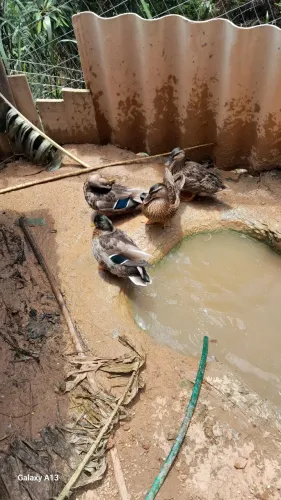 Galinha e patos