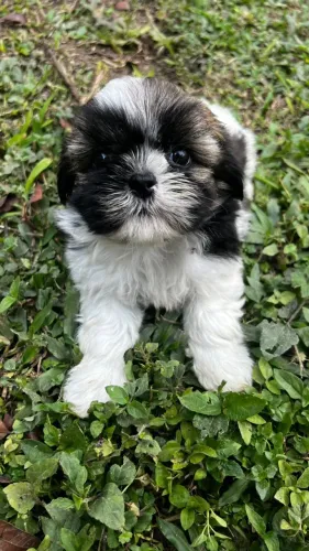 Shih Tzu com charme e elegância natural