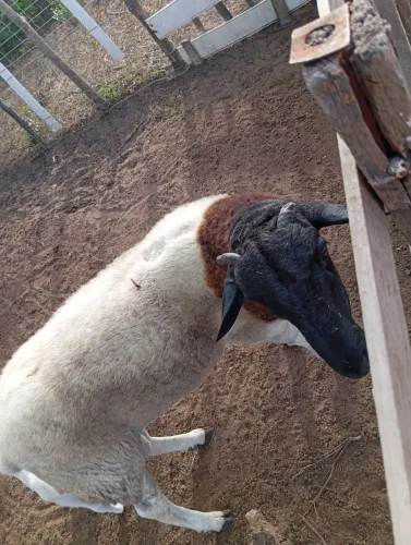 Ovelhas e carneiro