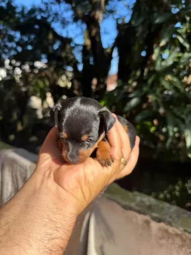 Pinscher miniatura até 10 parcela no cartão com pedigree (venda)