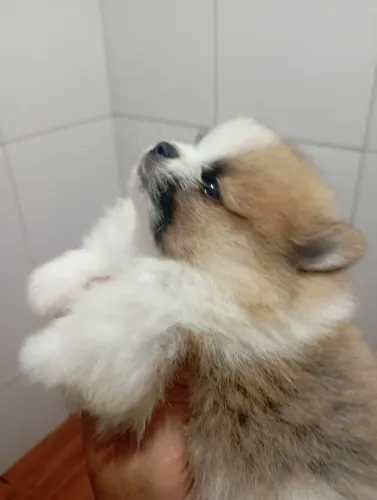 Lulu da pomerania co 40 dias 