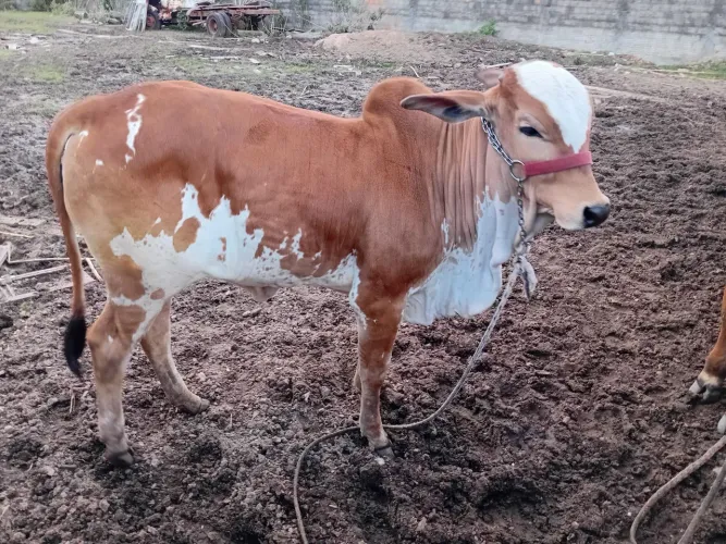 Novilha nelore pintada