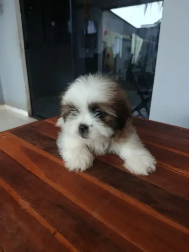 VENDO FILHOTES DE SHIH TZU 2 MESES