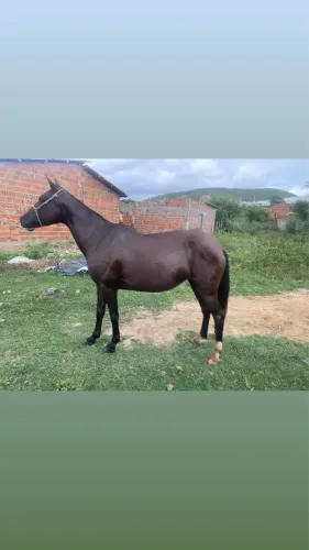 ÉGUA MM ( sem doc )