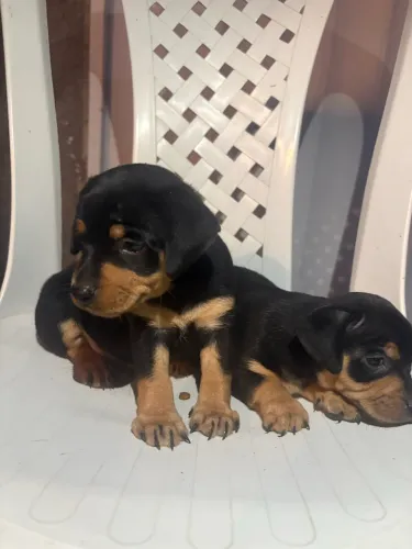 Cachorro Pinscher