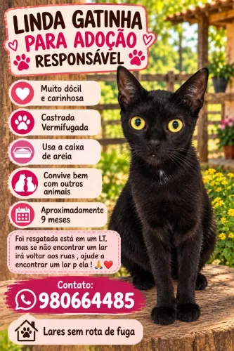Gata para adoção responsável 