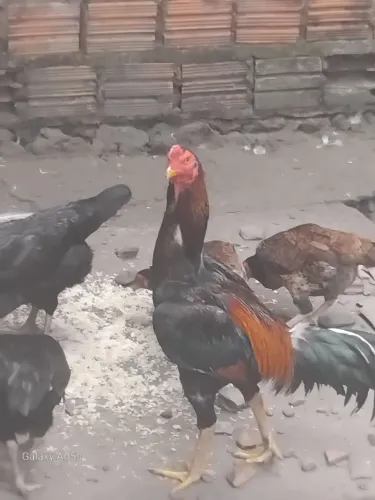 Vendo um galo de raça Mura. 
