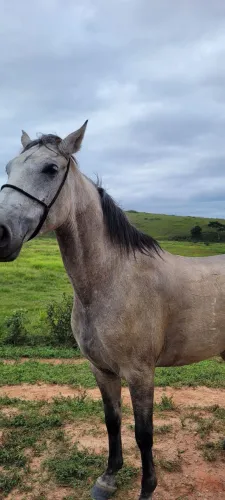Cavalo Quarto de milha (Aceito moto na troca)