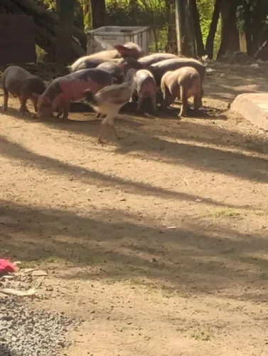 Leitao e leitoa 
