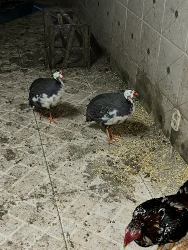 VENDE SE GALINHA DA ANGOLA