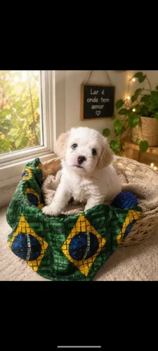 Disponível filhote de poodle toy