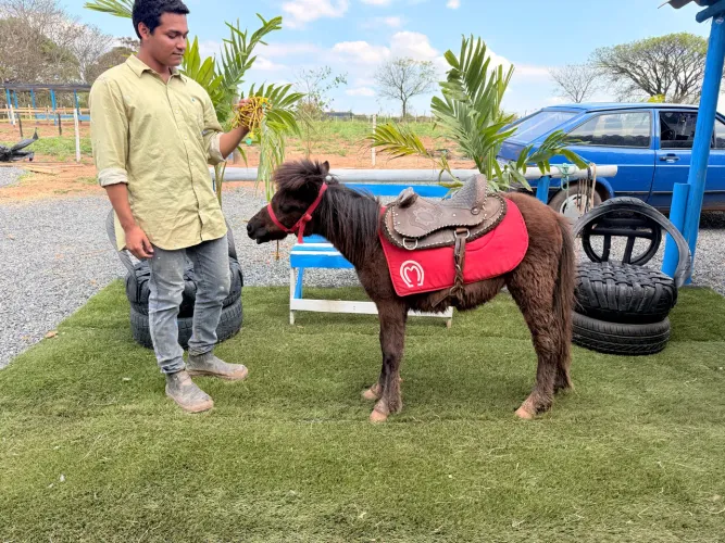 Mini pônei fêmea