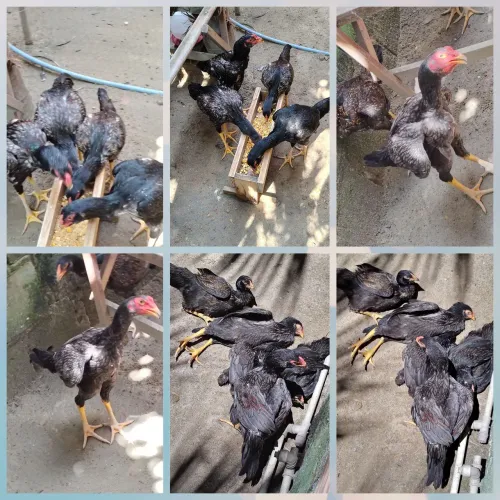 Frangos Mura conhecido como carioca entre 5 e 6 meses valor individual r$ 300