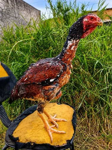 Índio gigante