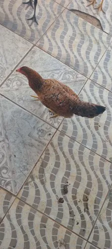 Franguinhos e franguinhas de 4 meses 