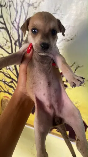 Doação de cachorro