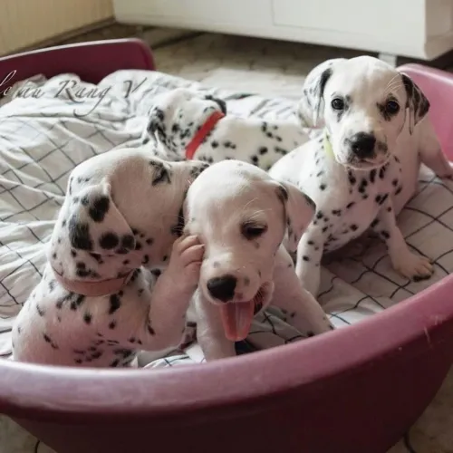 Filhotes De Dálmata - O Amigo Mais Fiel Do Mundo Está Para Levar Pra Casa !