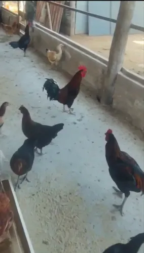 Frango caipira 60,00