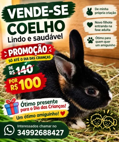 Vendo coelho PROMOÇÃO leia a descrição