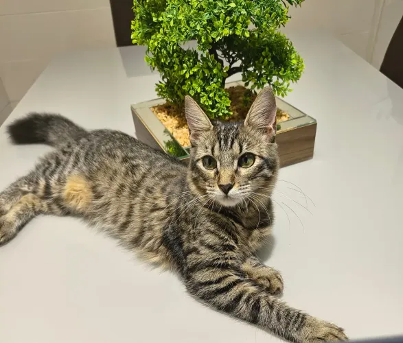 Gata para adoção