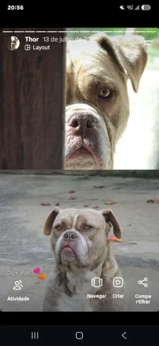 Doa-se American Bully