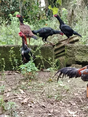 Ovos de galinha índia