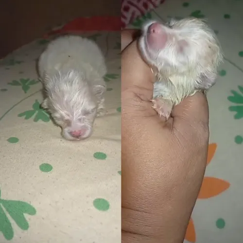 Spitz alemão fêmea