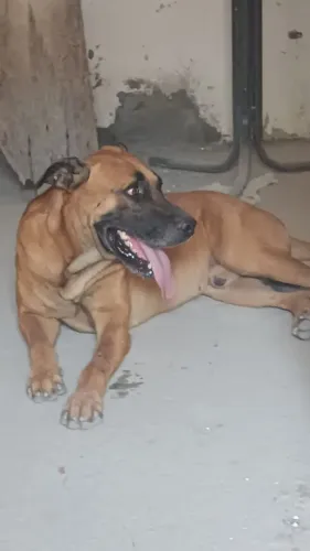 Cachorro papa doação, pastor belga,