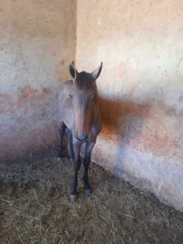 Vende-se um potro 