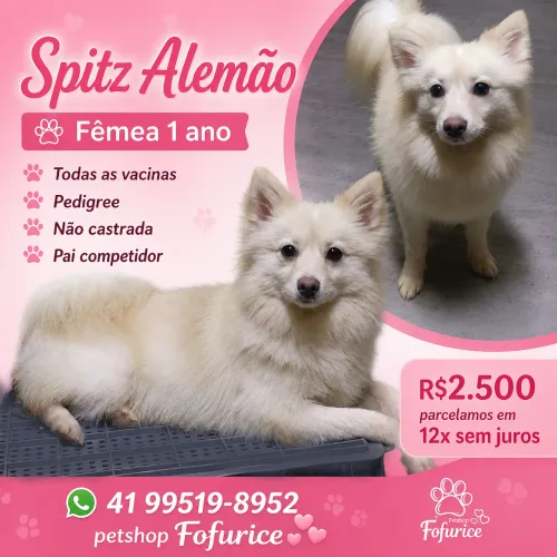 Spitz alemão fêmea com pedigree ( 1 ano) parcelamento em 12x sem juros 