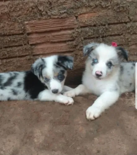 Vendo filhotes de border collie puro