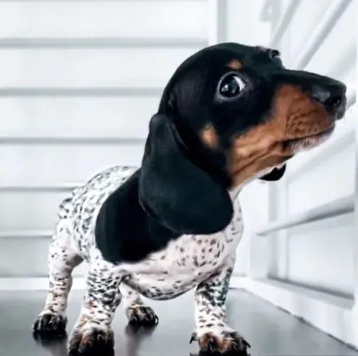 Dachshund Trazendo Alegria Para Seu Dia