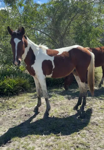POTRO PAINT HORSE